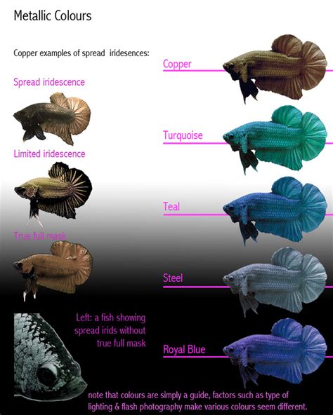 Cross Breeding Betta Fish Of Different Colors With Results.